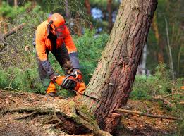 West Point, NE Tree Services Company