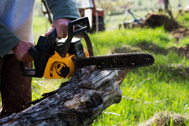 How Our Tree Care Process Works  in  West Point, NE