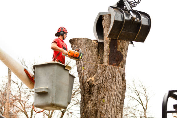 Seasonal Cleanup in West Point, NE